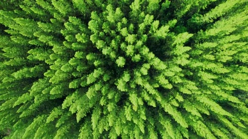Aerial view from drone over pine forest. 4K