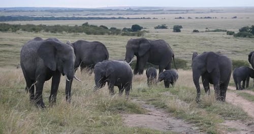 Afrikanischer Elefant, loxodonta africana, Gruppe in der Savanne, Masai Mara Park in Kenia, Echtzeit 4K