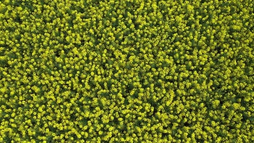 Rapeseed Field 12