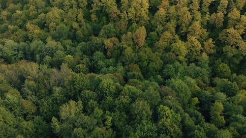Vue aérienne de la forêt
