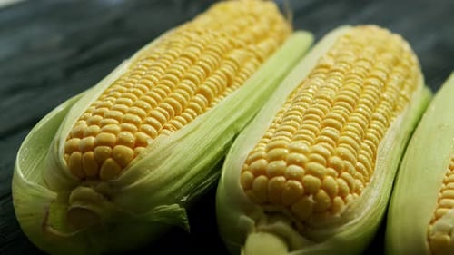 Close Up of Three Fresh Ears of Corn
