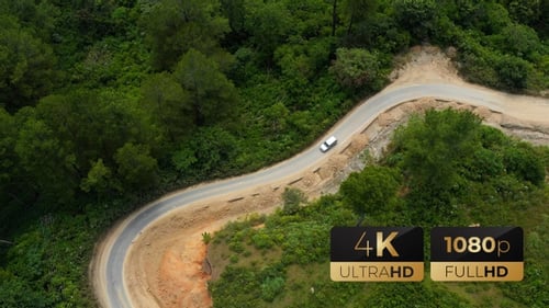 AH - Road in The Pine Forest 08