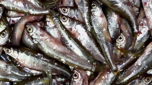 Fresh Catch of Small Raw Fish Close Up