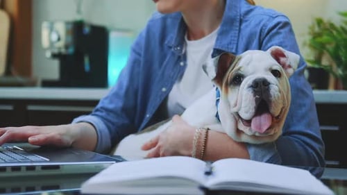 Nahaufnahme einer kleinen Bulldogge, die auf Frauenhänden sitzt