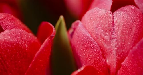 Close Up of Water Droplets on Red Tulips
