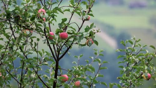 Ripe Red Apples Hanging from an Apple Tree