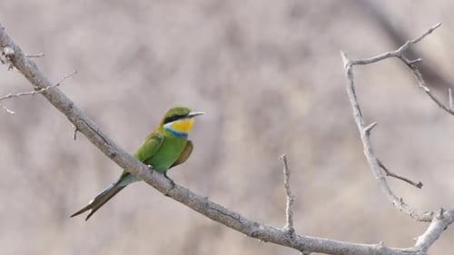 Swallow-Tailed Bee-Eater Perching On The Tree Branch In The Savannah Woodland In Botswana On A Windy