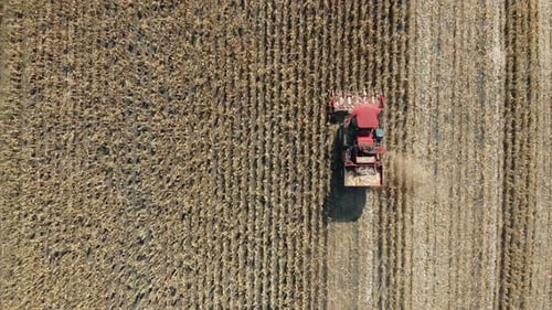 Aerial View of Harvester Moves in Field and Harvests Wheat. Agricultural Harvesting Works