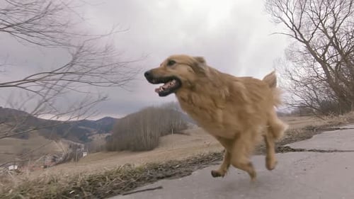 Happy Brown Dog Training Run Slow Motion