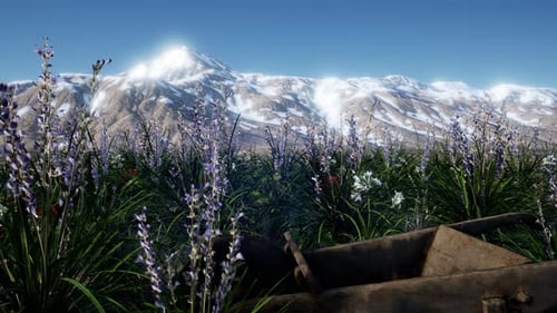 Lavender Field with Blue Sky and Mountain Cover with Snow