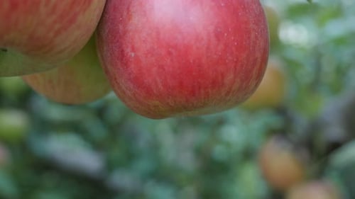 Close-up of Ripe Red Apples on Branch
