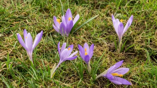 Flowers Blooming