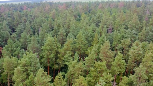Green dense forest