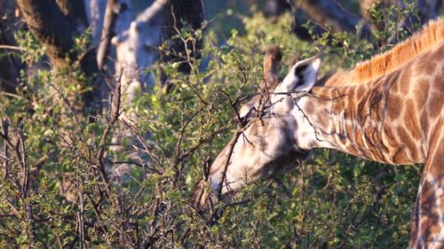 Giraffe isst von einem Baum in Waterberg