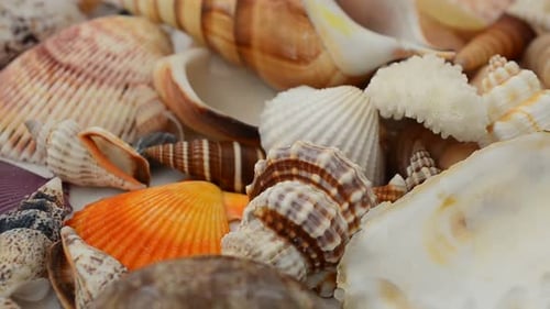 Cockleshells 2