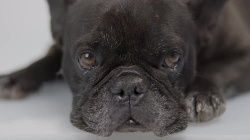 Adorable Black French Bulldog Lying Down Close Up