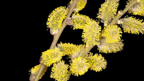 Spring Willow Opening Gelbe flauschige Knospen