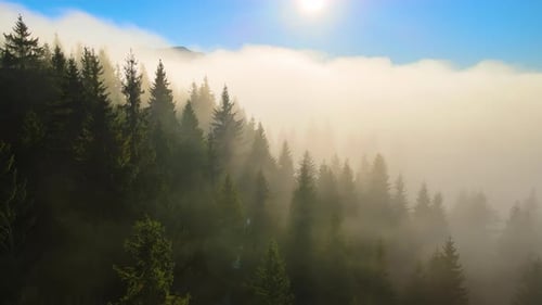 Aerial View of Bright Foggy Morning Over Dark Mountain Forest Trees at Autumn Sunrise