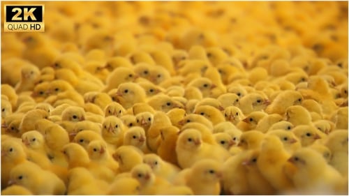 Chicks on the Farm (2K)