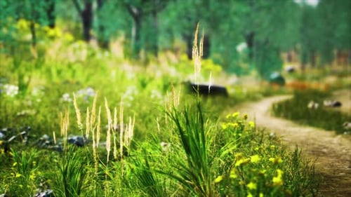 Grass Field and Forest Trees