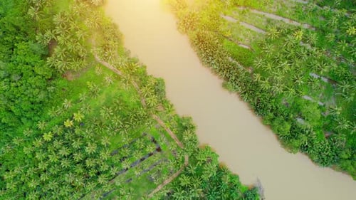 An aerial view from a drone flying over a coconut grove