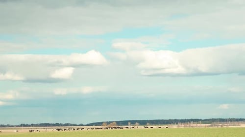Time-lapse Of Summer Rural Meadow Landscape Under Scenic Sky. Herd Of Cows Grazing In Green Pasture