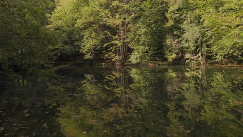 Lake and Tree (4K)
