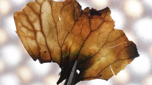 Close-Up of Dead Leaf Held by Tweezers