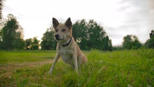 Mongrel Dog Collars with Interest Raise It's Muzzle in Park