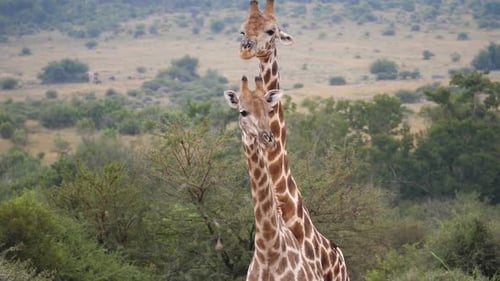 Two giraffe with Oxpeckers graze for insects