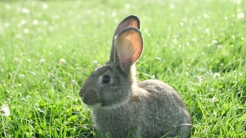 Gray rabbit in green grass, beautiful rabbit