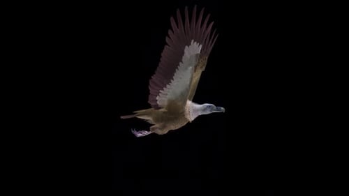 Asian Vulture - Himalayan Griffon - Flying Bird - Side View - Transparent Loop