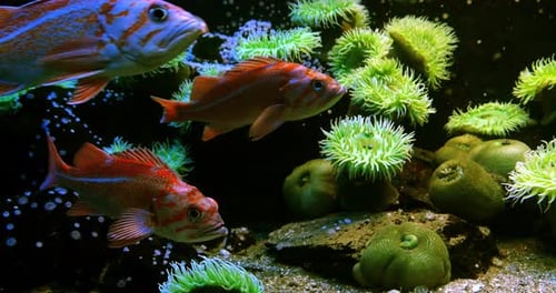 Canary Rockfish, sebastes pinniger, Real Time 4K