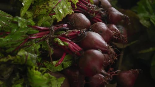 Betterave dans une ferme biologique