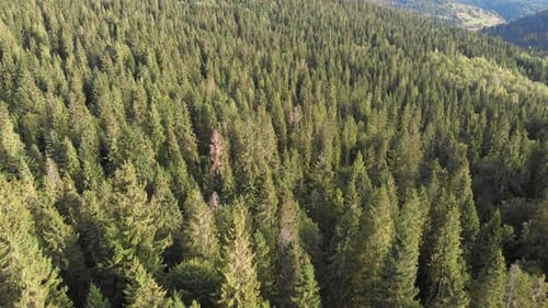 Drone flying over fresh green forest and hills. Drone view of Carpathian mountains