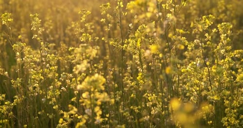 Blühende Wildblumen auf dem Land