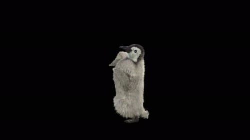 Penguin Dancing 4K
