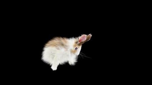 Hase: Tanzen HD