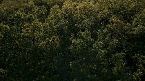 Aerial View of a Lush Green Forest Canopy