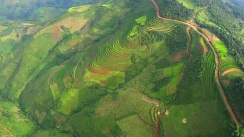 Aerial top view of paddy rice terraces, green agricultural fields in Vietnam.
