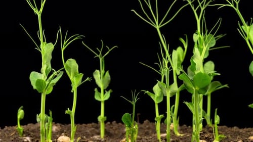 Peas Beans Growing on Black Background