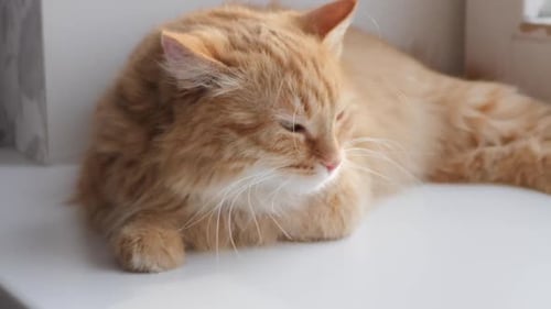 Golden Tabby Cat Napping on White Window Sill