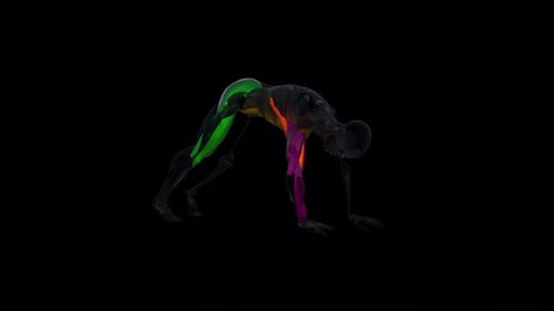 3D Human Musculoskeletal System Performing Push-Up Exercise