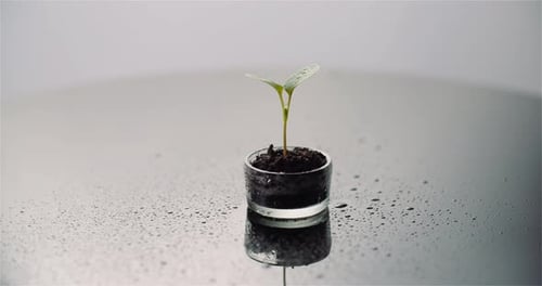 Agriculture Concept - Young Plant Rotating on Black Background