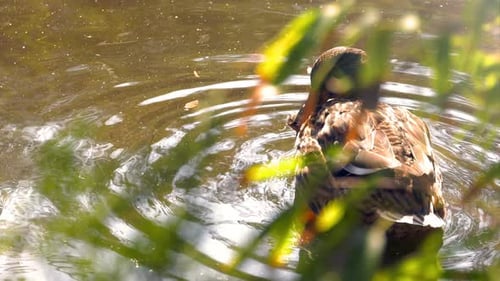 Pato nadando en el lago
