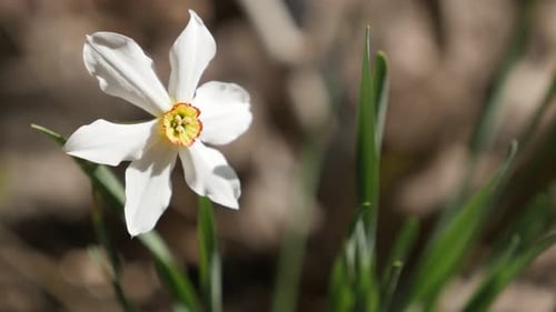 Magnifique Narcissus Poeticus Belle fleur de jardin 4K 2160p 30fps UltraHD - Jonquille blanche