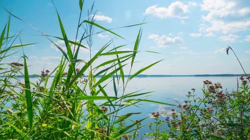 Sommersee mit Kräutern