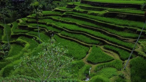 Farmer Collects Rice on Beautiful Rice Terrace
