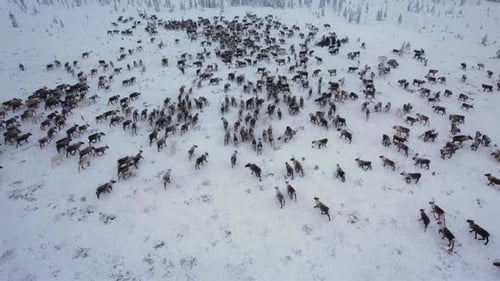 Reindeer Herd Migrating Across Snowy Winter Landscape