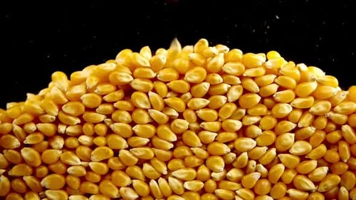 Fallende Popcorn-Maiskörner auf schwarzem Hintergrund.